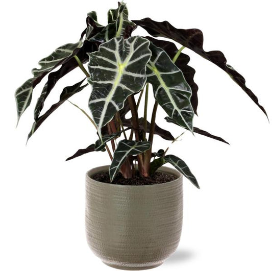 Alocasia Polly - Ø17cm - ↕45cm + Pot Aresso D18x16,5cm - Gris Vert