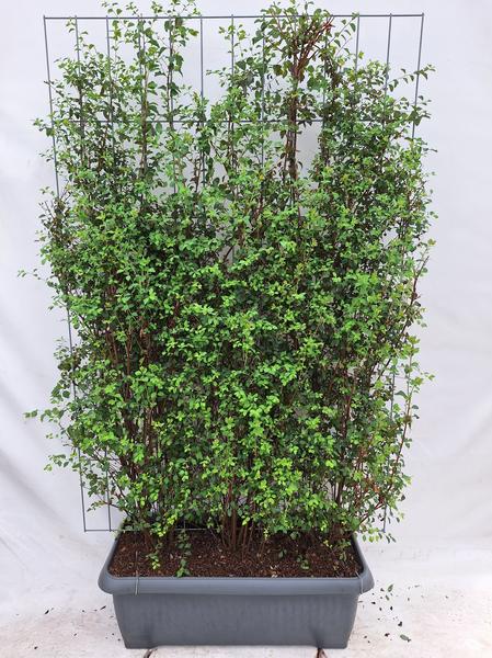 Spiraea Vanhouttei - Muscle Bush - Haie prête à l'emploi - 120 x 180 cm