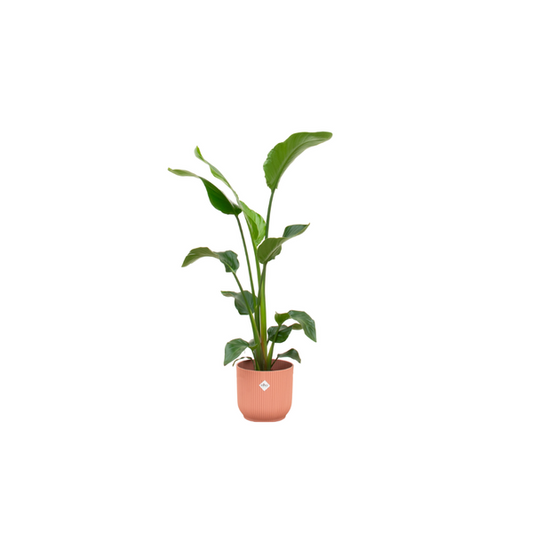Offre combinée - Strelitzia Nicolai avec elho Vibes Fold Round rose Ø22 - 100 cm