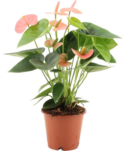Anthurium Spirit Dans Pochette Transparente - Ø12cm - ↕37cm
