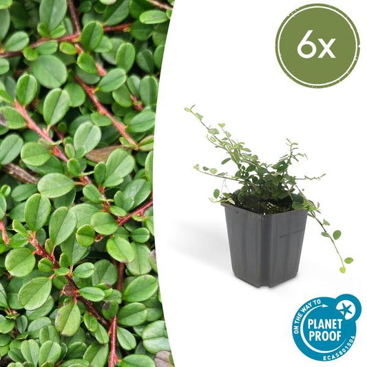 Cotoneaster pr. 'Streib's Findling' - ↕10-25cm - Ø9cm - 6x