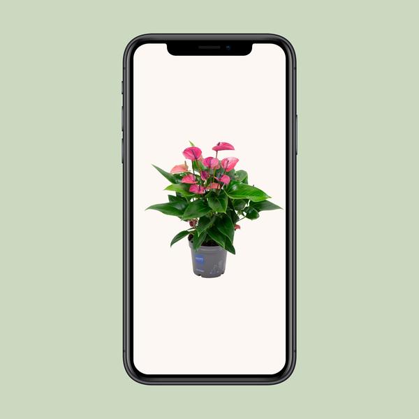 Anthurium KARMA Violet - Ø17cm - ↕50cm