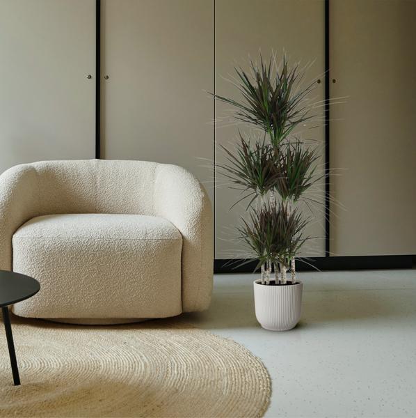 Carrousel Dracaena Magenta - 150cm - ø31