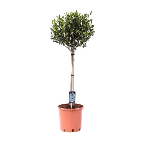 Oléa Olive - Ø22cm - ↕100cm