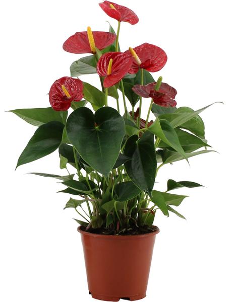 Anthurium Success Rouge Dans Pochette Transparente - Ø14cm - ↕43cm