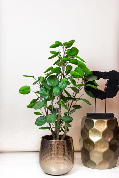 Plante artificielle - Polyscias - Aralia - 105 cm