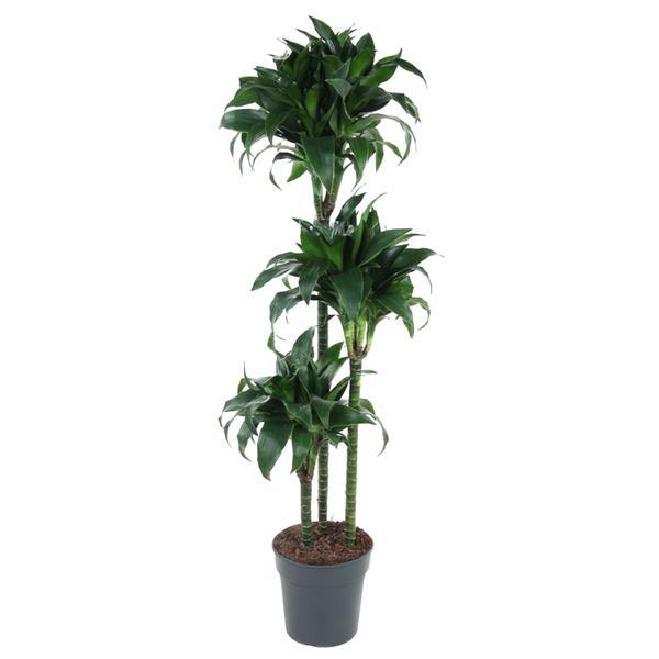 Tatuade Dracaena - 140 cm - ø24