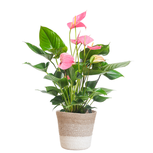 Anthurium Pink explosion met Lissabon mand wit - 55cm - Ø17