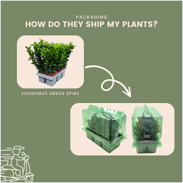 72 x Euonymus 'Green Spire' - 72 x Ø 7 cm - ↨ 15 cm 