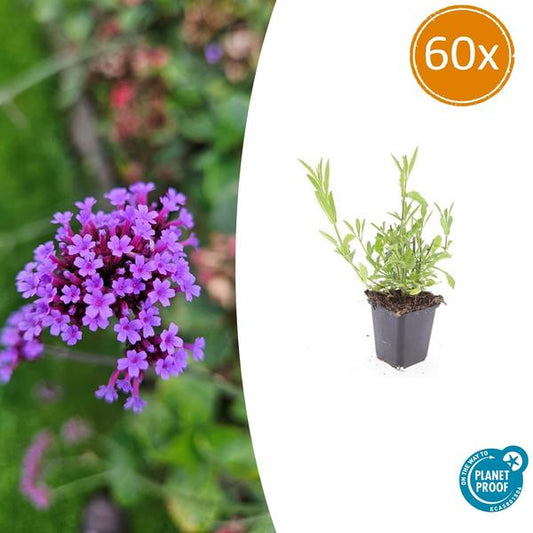 Verbena bonariensis - ↕10-25cm - Ø9cm - 60x