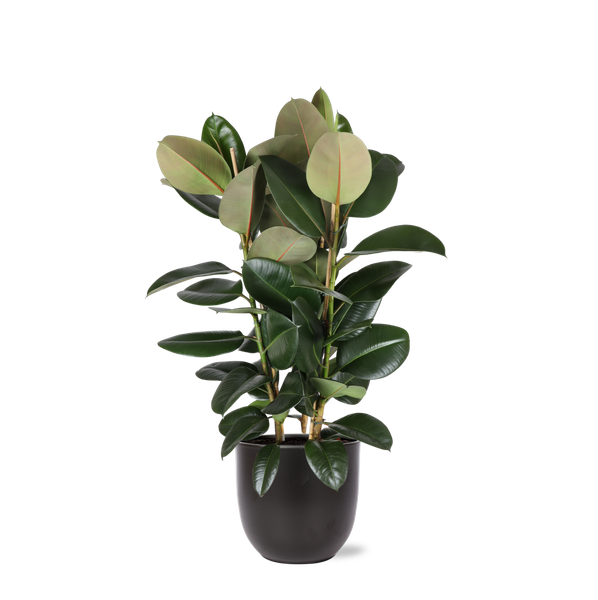 Ficus Elastica Robusta Ø27cm - ↕115cm en pot Boule ANTHRACITE