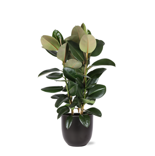 Ficus Elastica Robusta Ø27cm - ↕115cm in Boule ANTRACIET pot