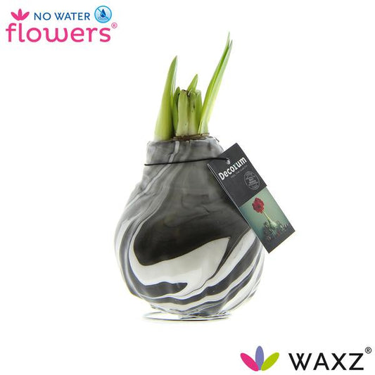 No Water Flowers Waxz® Artooz Earth Black - ↕15cm