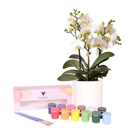 Kolibri Creatives | Verfpakket voor het schilderen van 4 bloempotten | voor minimaal 4 personen | Beginnende artiest (pakket S)