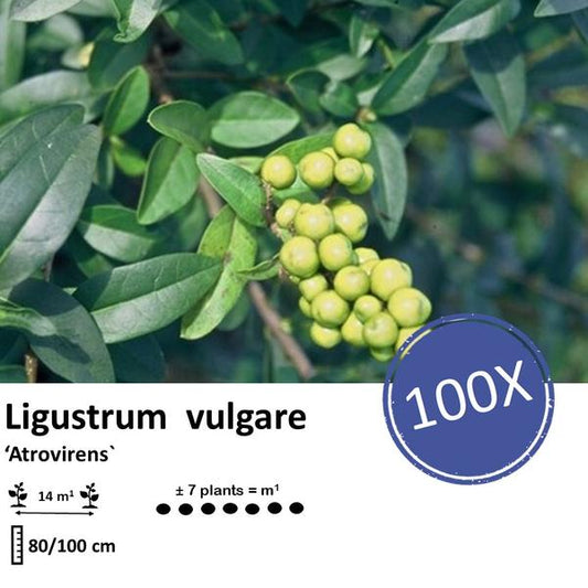Ligustrum vulgare 'Atrovirens' - racine nue - 80/100 - 100x