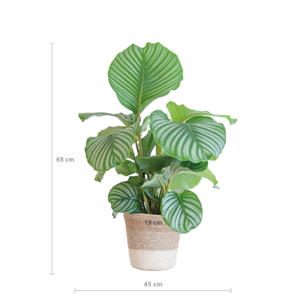 Calathea Orbifolia avec panier Lisbonne blanc - 65cm - Ø19