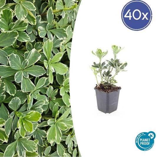 Terme Pachysandra. 'Variegata' - ↕10-25cm - Ø9cm - 40x