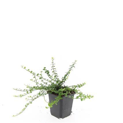 Euonymus fort. 'Minimus' - ↕10-25cm - Ø9cm - 60x