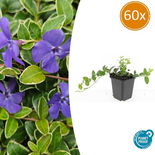 Vinca minor 'Ralph Shugert' - ↕10-25cm - Ø9cm - 60x
