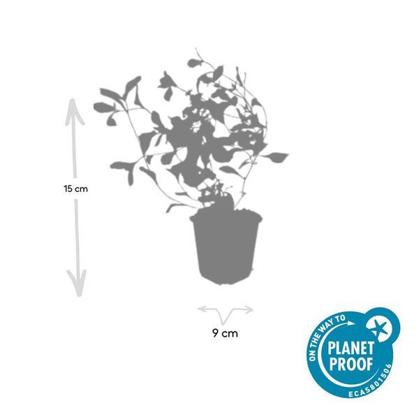 Ceratostigma plumbaginoides  - ↕10-25cm - Ø9cm - 60x