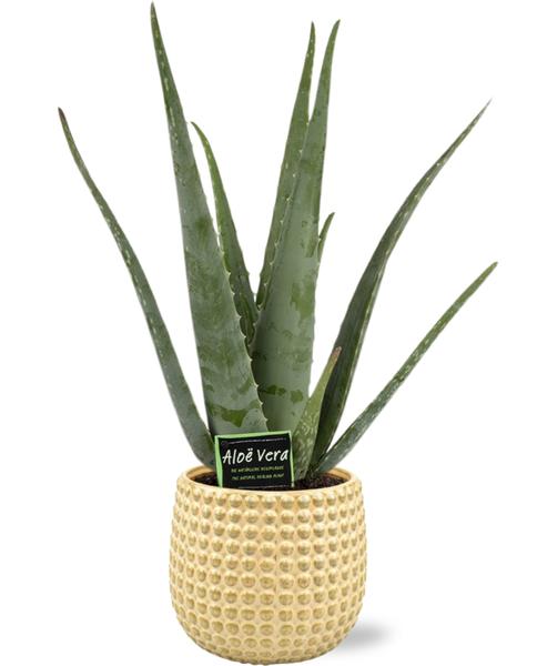 Aloe Vera - Ø19cm - ↕70cm + Pot à Bulles D19,5x17,5cm - Or