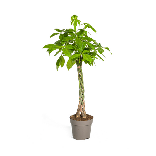 Pachira Aquatica Ø27cm - ↕140-150cm