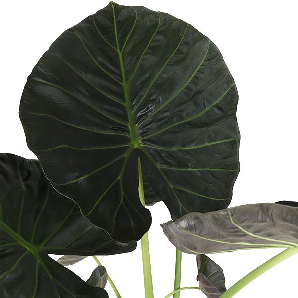 Bouclier Alocasia Regal Ø24cm - ↕110cm