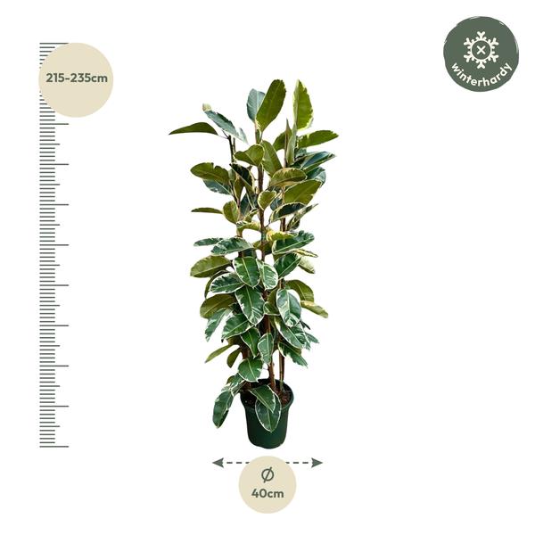 Arbuste Ficus Elastica Tineke - 225cm - ø40
