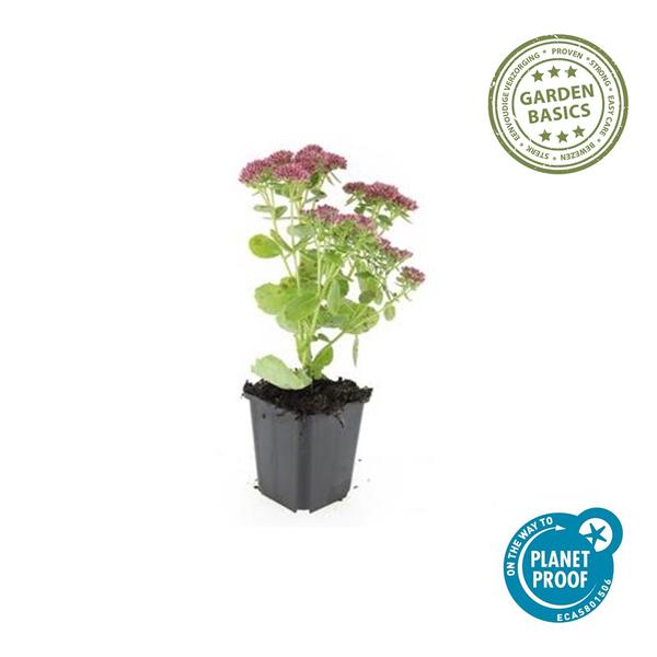 Sédum 'Herbstfreude' - ↕10-25cm - Ø9cm - 6x