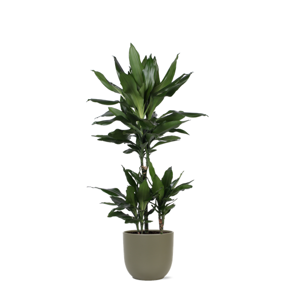 Dracaena Janet Lind Ø21cm - ↕90cm en pot Boule OLIVE