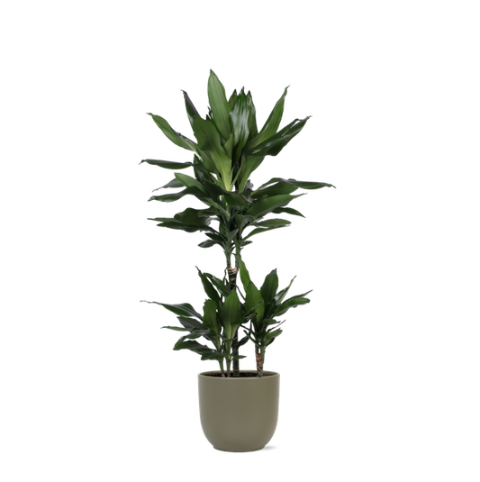 Dracaena Janet Lind Ø21cm - ↕90cm en pot Boule OLIVE