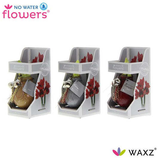No Water Flowers Jingle Bellz dans une boîte cadeau - 3 pièces - Ø7 cm - ↕15 cm