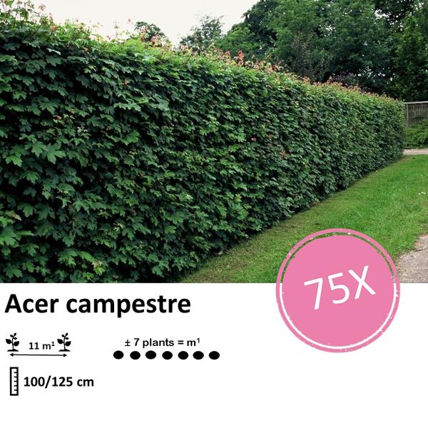 Acer campestre - Racine nue - 100/125 - 75x