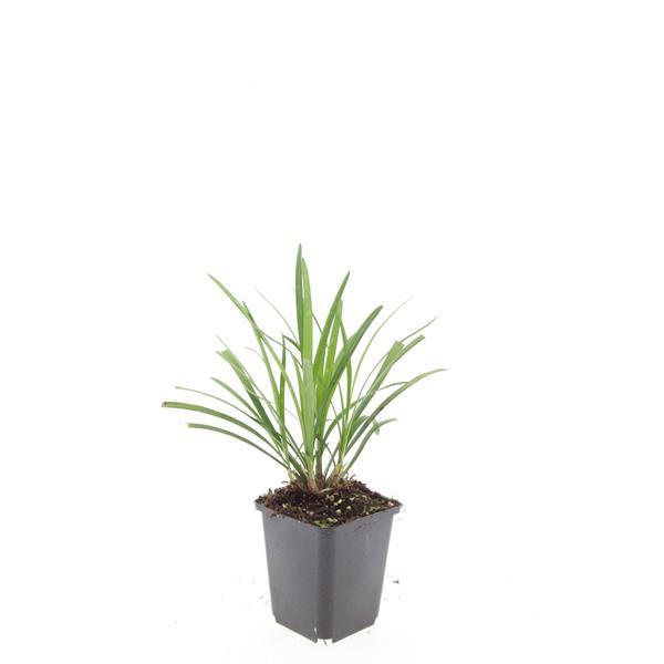 Liriope muscari 'Ingwersen' - ↕10-25cm - Ø9cm - 60x