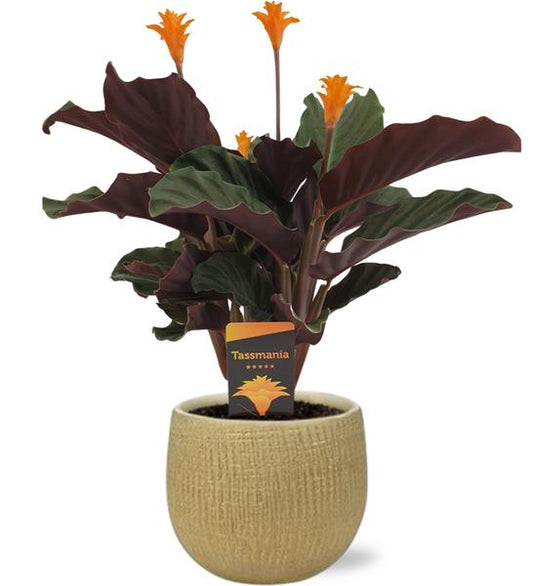 Calathea Crocata - Ø14cm - ↕40cm + Ryan Pot D15x13cm - Goud