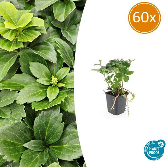 Pachysandra terminalis - ↕10-25cm - Ø9cm - 60x