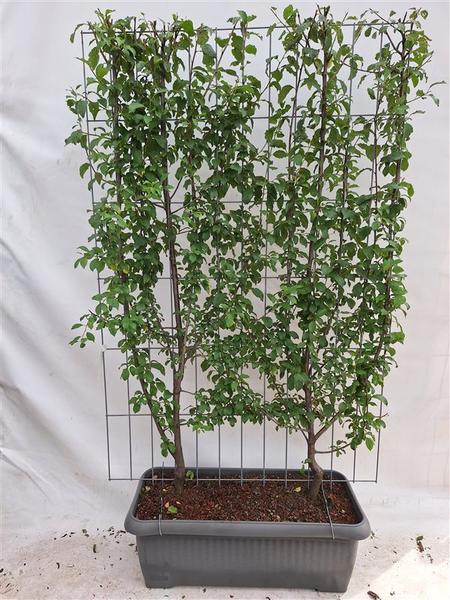 Prunus d. 'Opale' - prune - Haie prête à l'emploi - 120 x 180 cm