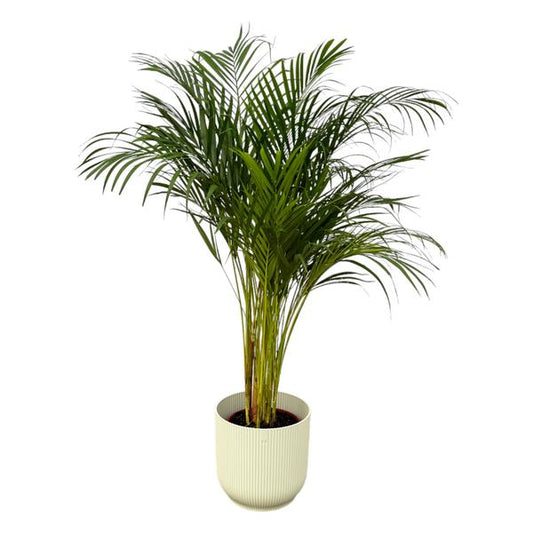 Palmier Areca - ↨130cm - Ø24cm incluant elho Vibes Fold Round blanc D30xH27