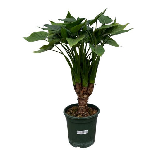 Tronc Alocasia Cucullatta - 120 cm - Ø26cm