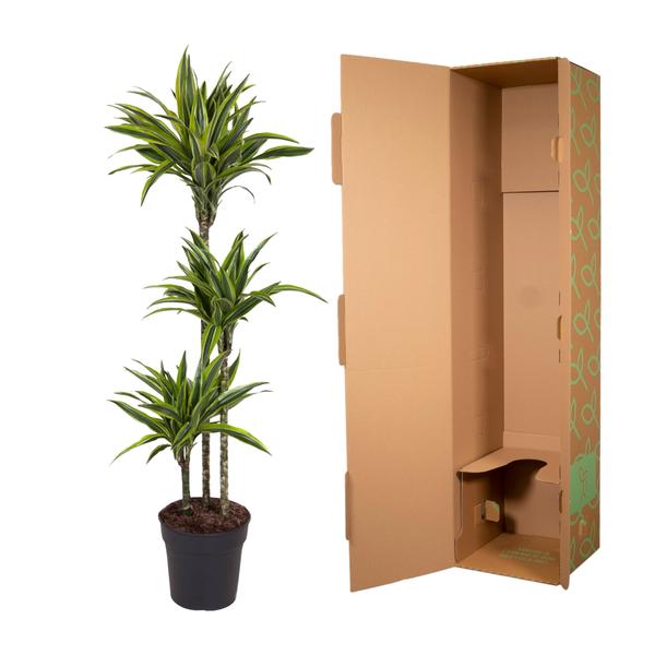 Dracaena Citron Vert - 140 cm - ø24