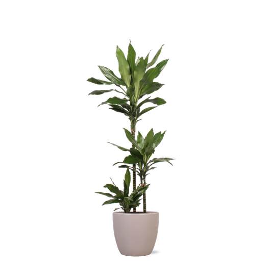 Dracaena Janet Lind in Boule TAUPE pot Ø24cm ↕120cm