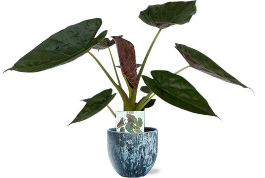 Alocasia Wentii - Ø19cm - ↕85cm + Pot Sem D20x18cm - Bleu
