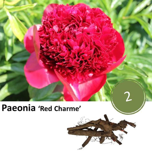 Paeonia 'Charme Rouge' - 2x