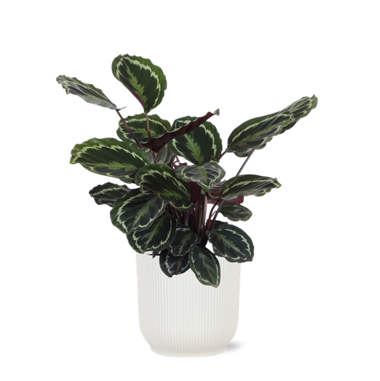 Médaillon Calathea Ø21cm - ↕70cm en pot Vibes BLANC