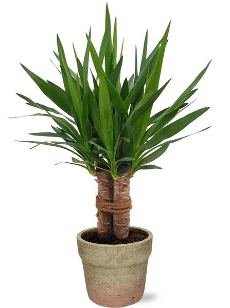 Yucca "Tres Cañas" Tronc - Ø19cm - ↕70cm + Pot Invorno D20x18cm - Naturel