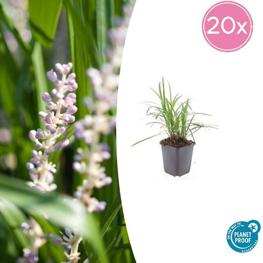 Liriope muscari 'Monroe Blanc' - ↕10-25cm - Ø9cm - 20x