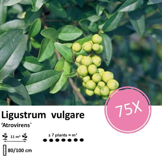 Ligustrum vulgare 'Atrovirens' - racine nue - 80/100 - 75x