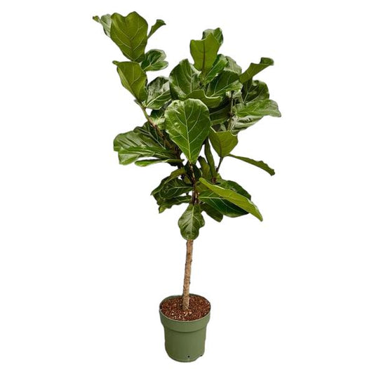 Tronc de Ficus Lyrata - 160 cm - Ø27