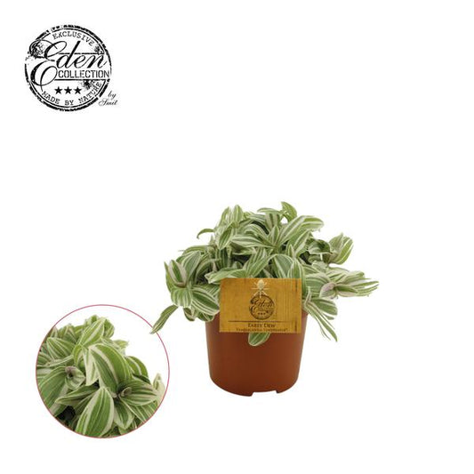 Tradescantia Tenderness - Ø10,5cm - ↕10cm