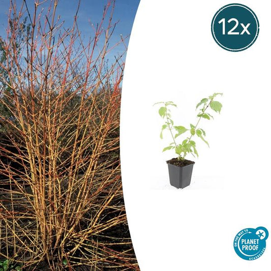 Cornus chantait. 'Orange d'hiver d'Anny' - ↕10-25cm - Ø9cm - 12x